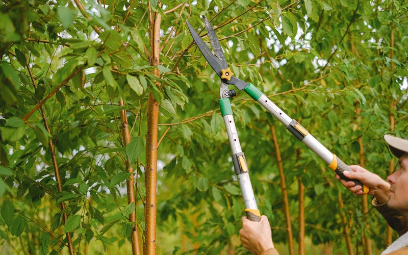 Tree trimming in Van Nuys, CA